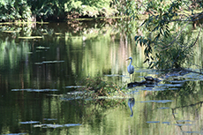 New Orleans Swamp & Bayou Tour cruise excursion